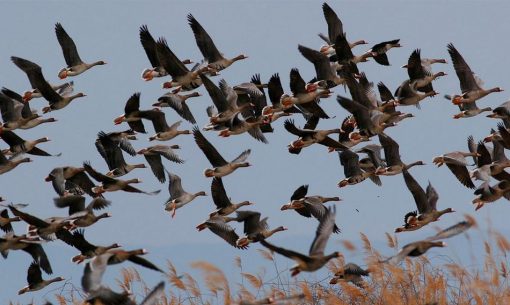 grad0naturlagun_val_cavanata_oche_selvatiche_in_volo-jpg sito terradimare.fvg.it_cut