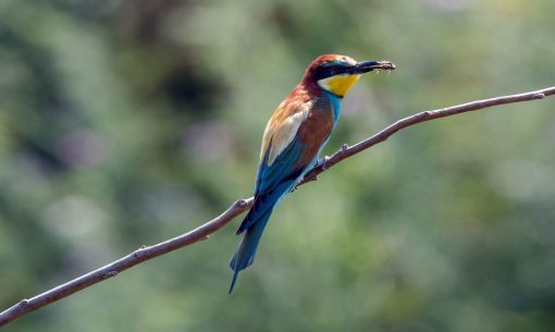 natur-foceisonz-gruccione-uccell_Isiwal-ccbysa