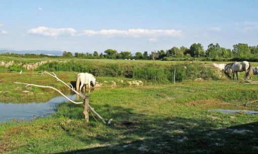 natur-isolacona-cavall-riserv1_Giulia-ccby