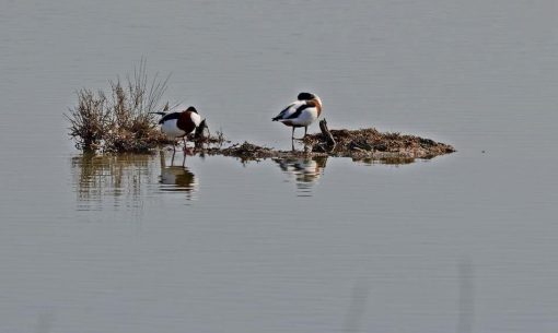 natur-vallecava-uccel_SimoCerrato-bysa2